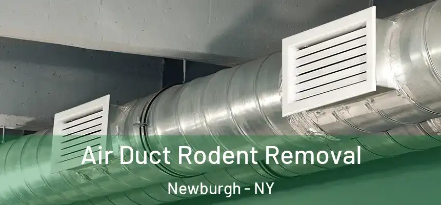  Air Duct Rodent Removal Newburgh - NY