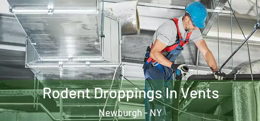  Rodent Droppings In Vents Newburgh - NY